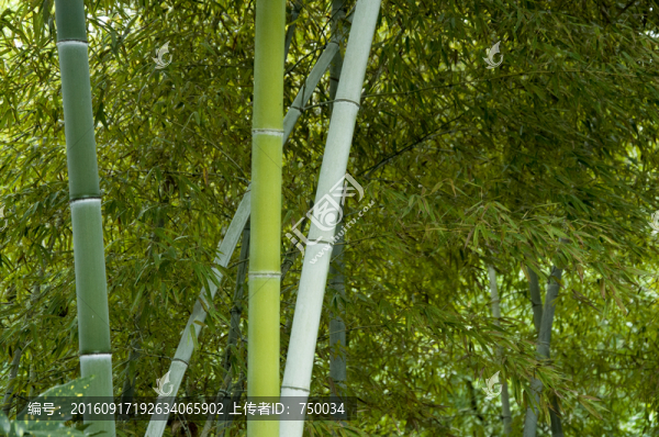 竹林