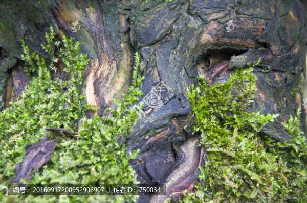 樹根上的苔蘚