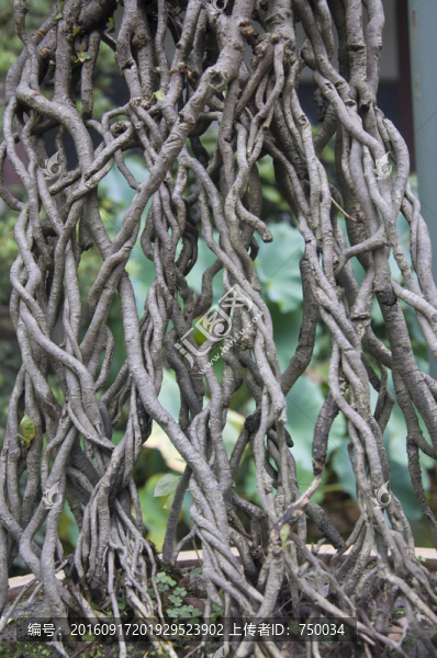 樹根