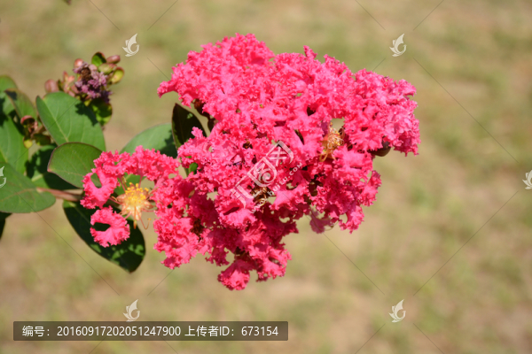 紫薇花