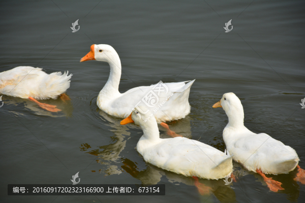 白鵝