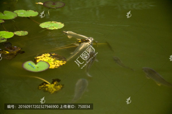 池塘魚