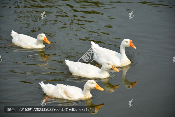 鴨子