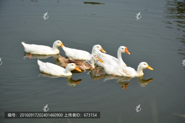 鴨子