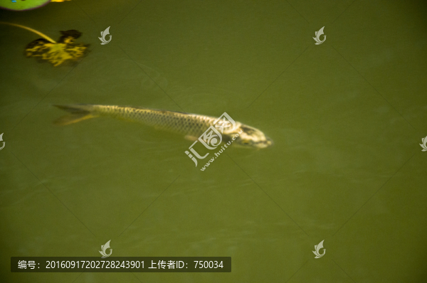 金魚