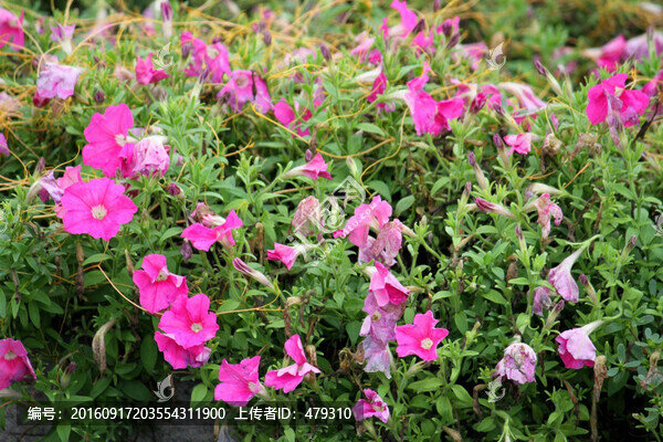 格?；?掃帚梅,荷蘭花,花卉