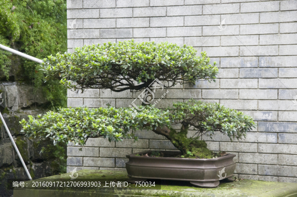 景觀樹盆景