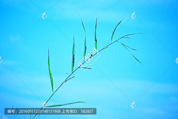 草葉
