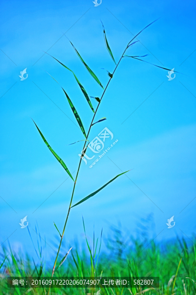 蘆葦葉