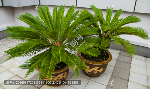 植物,鐵樹,避火蕉,鳳凰松樹