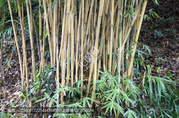 竹林
