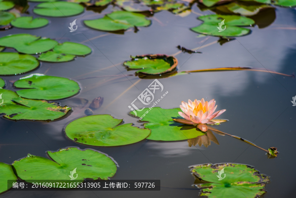蓮花池