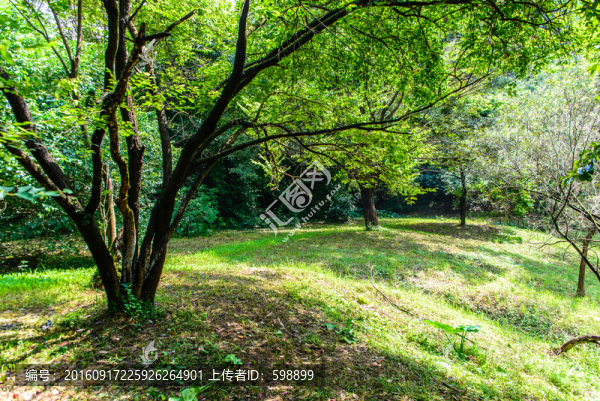 陽光綠樹草地