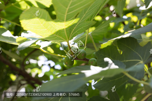 無(wú)花果