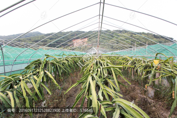 火龍果