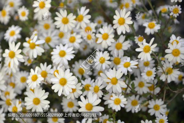 雛菊