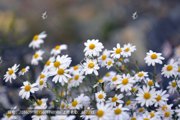 雛菊