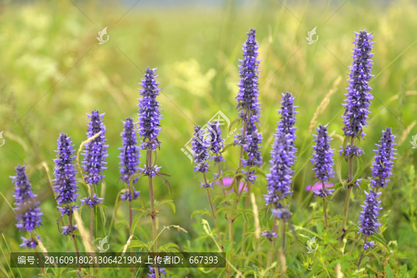藍色野花