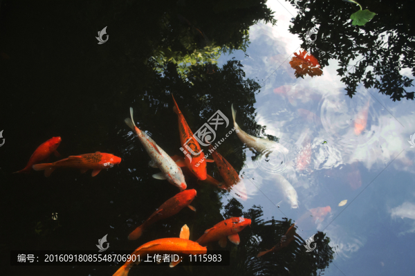 池塘里的觀賞魚