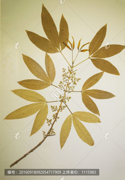 三椏苦,植物標(biāo)本