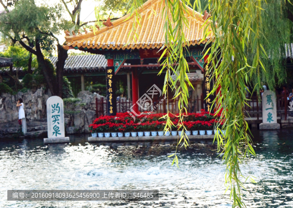 趵突泉,柳樹(shù)