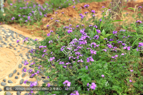 花草,,綠化帶