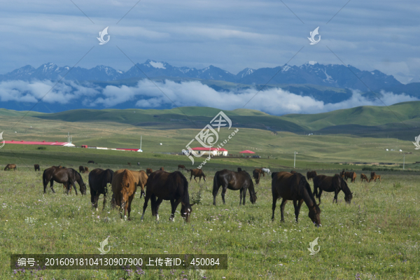 牧馬