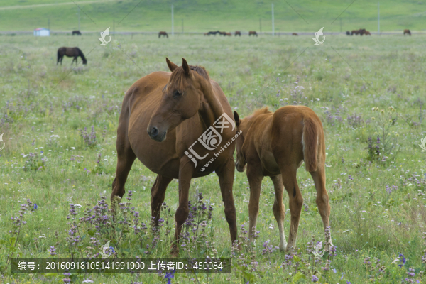 草原馬