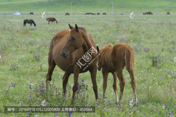 牧馬