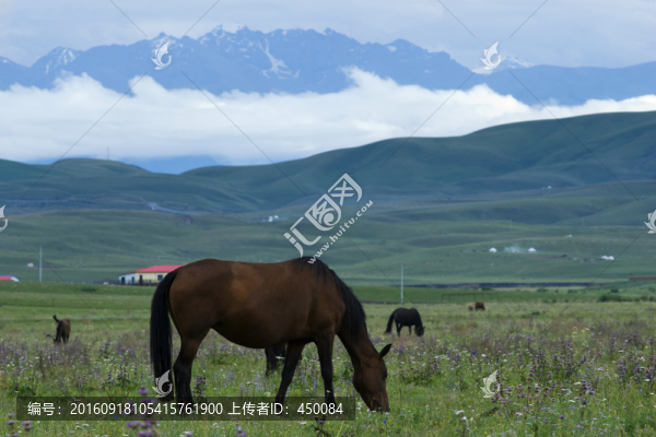 草原馬