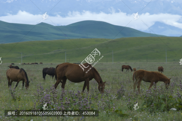 草原馬