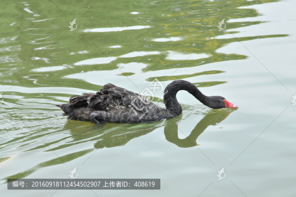 黑天鵝