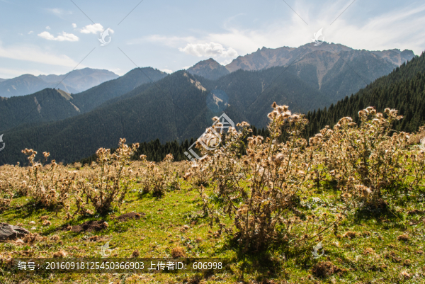 新疆天山牧場(chǎng)-匯圖網(wǎng) www.fosd68.com 新疆天山牧場(chǎng)