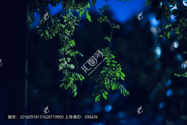 樹葉