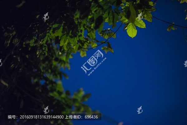月光下的樹葉