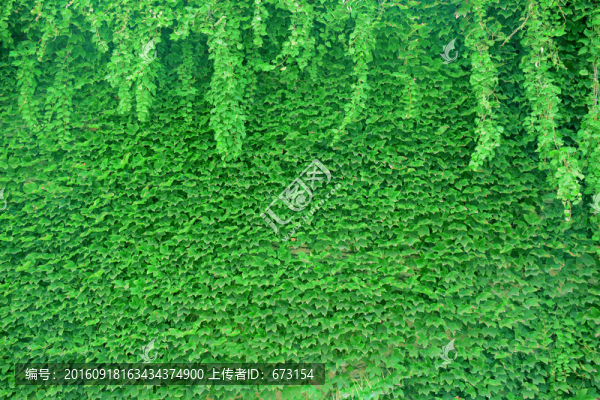 綠植墻