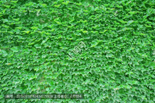 植物墻