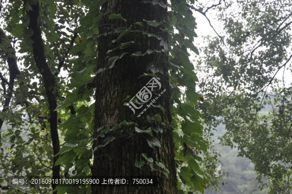 樹(shù)林