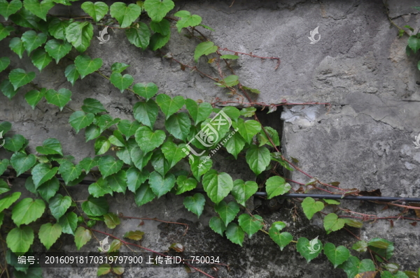 爬山虎