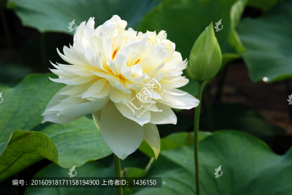 荷花,,,多瓣荷花