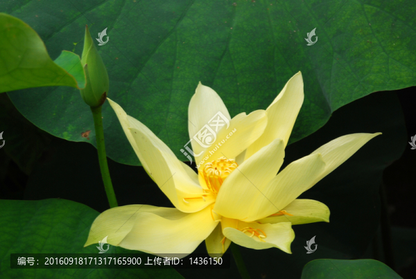 黃荷花