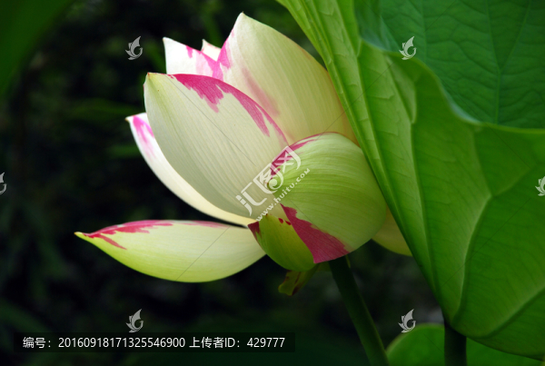 荷花