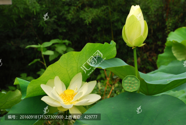 荷花