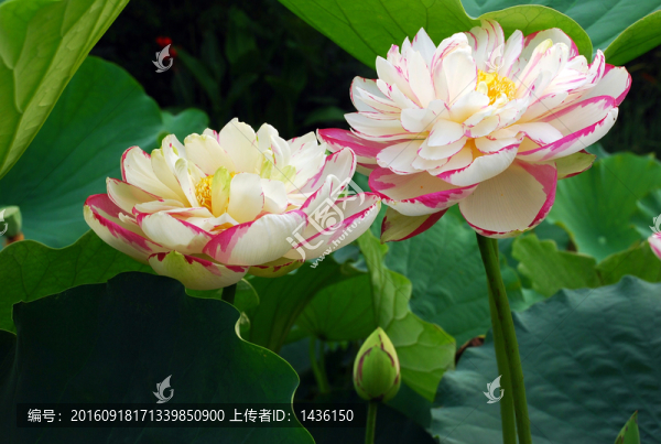 觀賞荷花