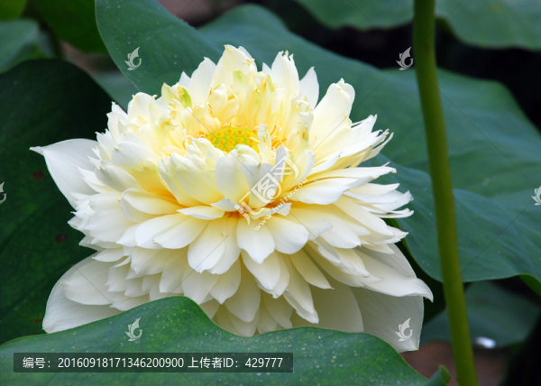 荷花,,金太陽