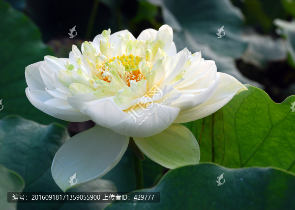 荷花,,黃牡丹