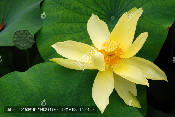 黃色荷花