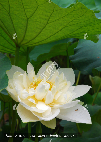 荷花,白菊