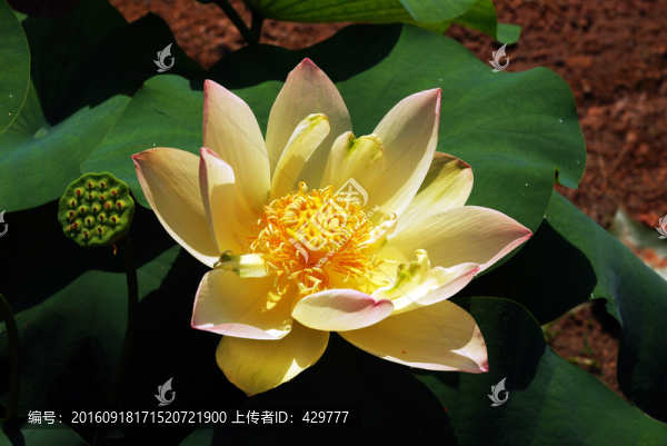 荷花
