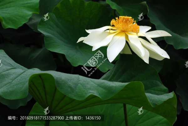 荷花